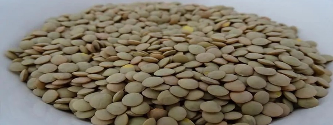 YEŞİL MERCİKMEKLİ OMEGA-MİX SALATA (1 porsiyon)