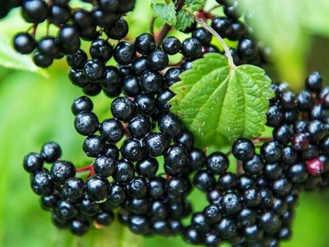 Mürver Bitkisi Nedir, Faydaları Nelerdir?