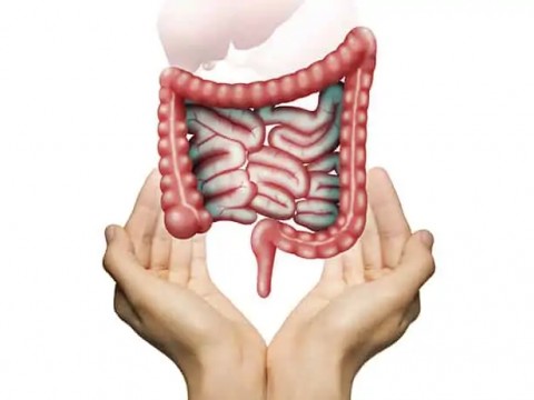 Bağırsak Sağlığı Dikkate Alınmalı!