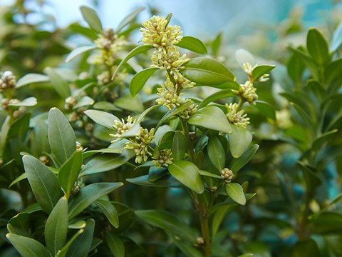 Defne Yaprağı ve Bilinmeyen Faydaları