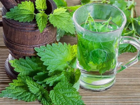 Birçok Faydasıyla; ISIRGAN OTU