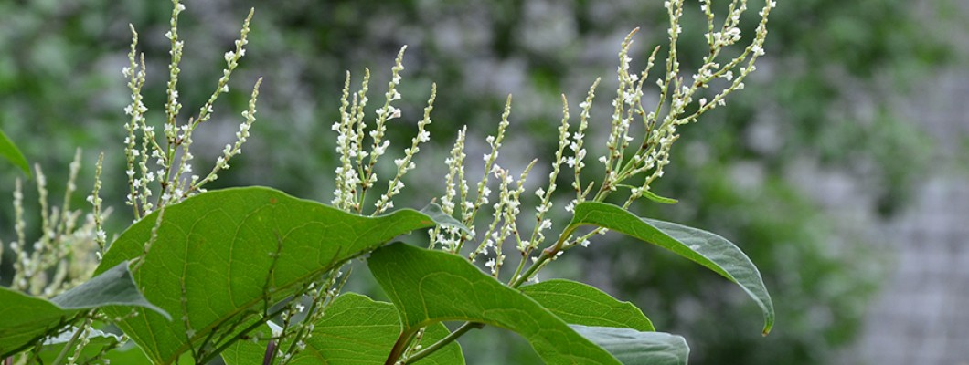 Resveratrol Kaynağı Japon Madımağı Resveratrol Kaynağı Japon Madımağı