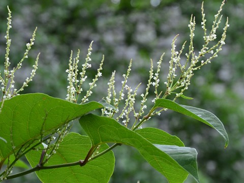 Resveratrol Kaynağı Japon Madımağı
