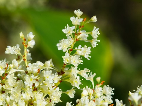 Japon Madımağının Faydaları
