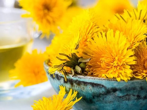 KARAHİNDİBA Sağlığa Etkileri