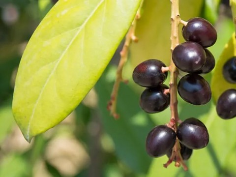 Karayemiş Bitkisini Yakından Tanıyalım