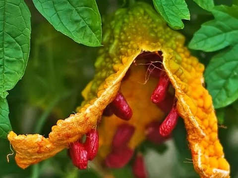 Kudretli Bir Şifa Kaynağı: Kudret Narı