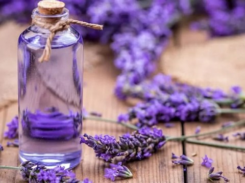 Lavanta Kullanımının Tarihi