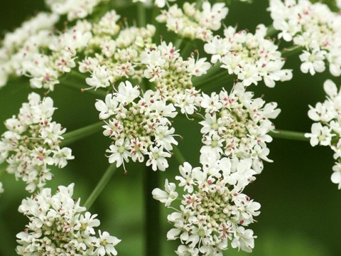 Viral Hastalıklara Karşı Yemişlerin En Güçlüsü: Mürver