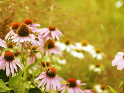 Flavonoidlerce Zengin Ekinezya