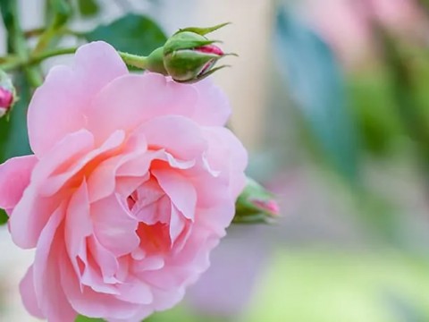 Hoş Kokusunun Yanında Faydalarıyla : GÜL