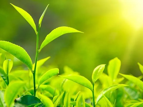 Yeşil Çay Ekstresi ve “EGCG”