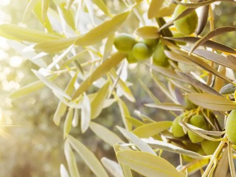 Tarih Öncesi Zamanlardan Günümüze Şifa Kaynağı: Zeytin Yaprağı