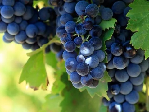 Bir Antioksidan Kaynağı; Üzüm